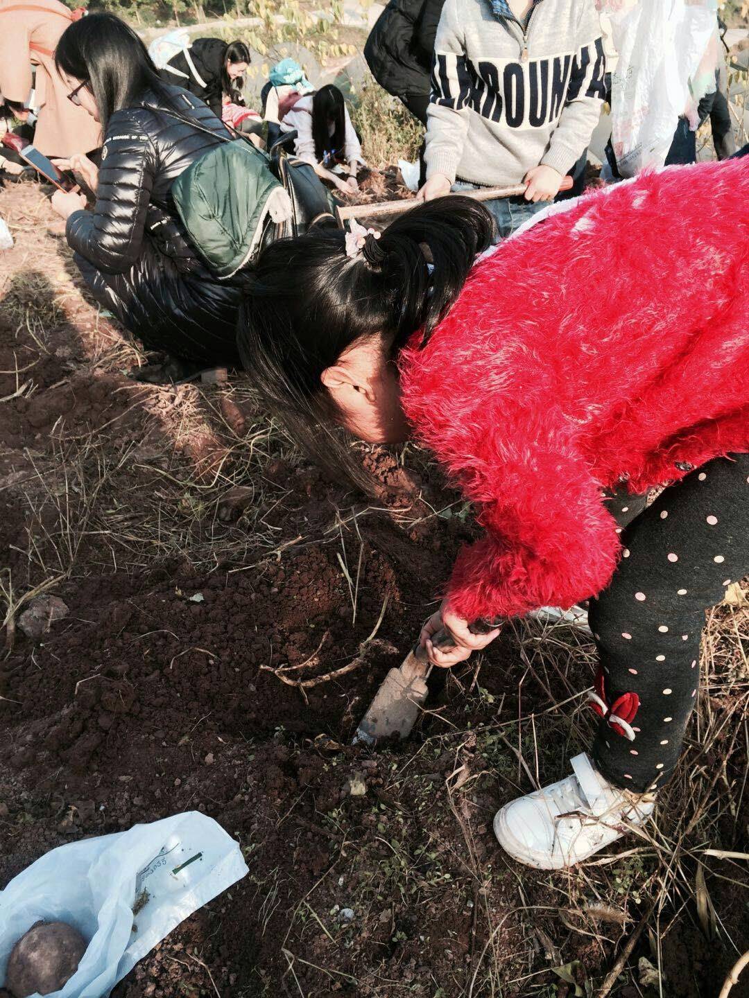 聪明树“相约金秋丰收节、体验成长亲子情”8.jpg